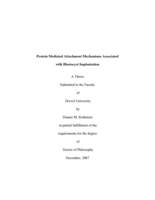 Protein mediated attachment mechanisms associated with blastocyst implantation