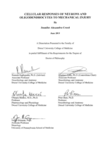 Cellular responses of neurons and oligodendrocytes to mechanical injury