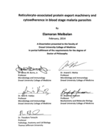 Reticulocyte-associated protein export machinery and cytoadherence in blood stage malaria parasites