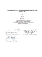 Understanding O-GlcNAc transferase regulation of SIRT1 in breast cancer cells