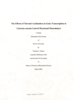 The effects of thermal acclimation on gene transcription in Carassius auratus lateral myotomal musculature