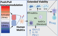 Synergistic Immunomodulatory Combinations Induce Robust Human Tolerogenic Dendritic Cells for Antigen-Specific Treg Generation